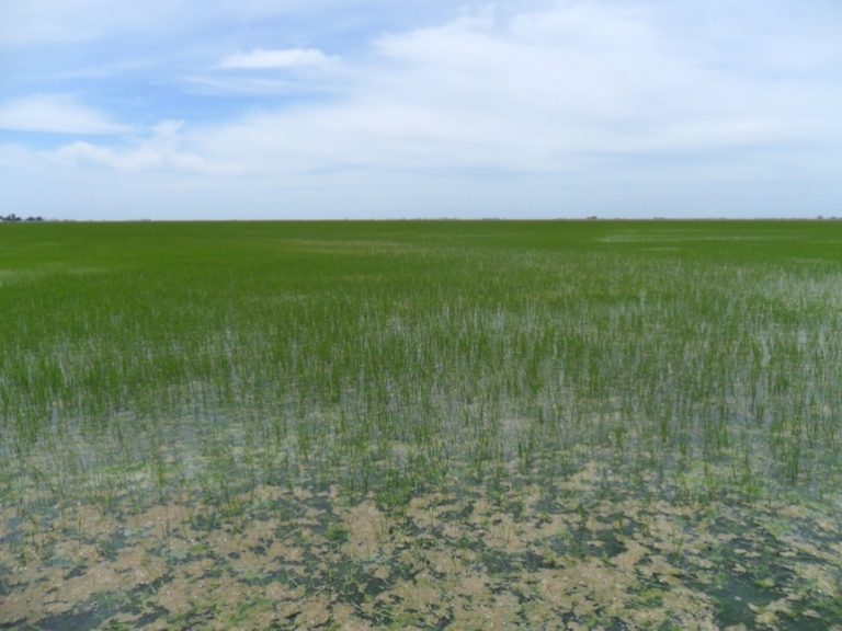 CAmpo de Arroz ASAJA-Sevilla