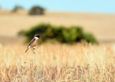 Foto ASAJA-Sevilla participa en el proyecto FarmBioNet, la red de conocimiento agrario y biodiversidad centrada en los agricultores