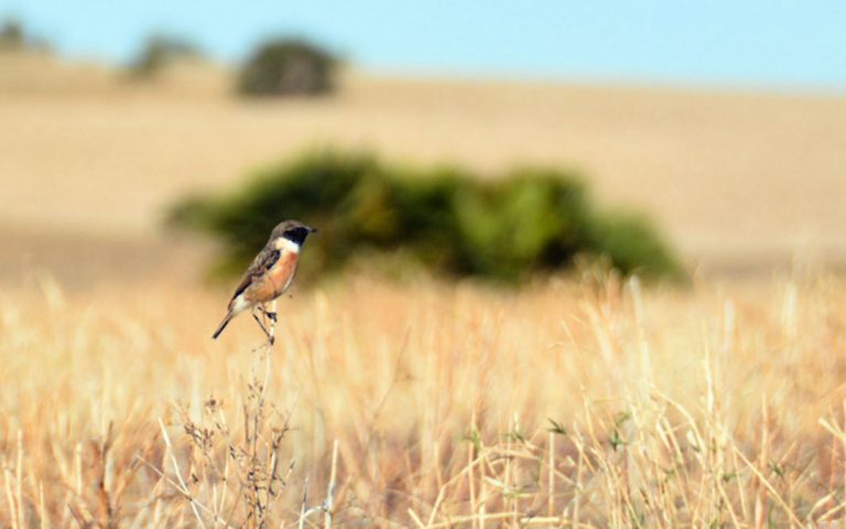 Foto ASAJA-Sevilla participa en el proyecto FarmBioNet, la red de conocimiento agrario y biodiversidad centrada en los agricultores