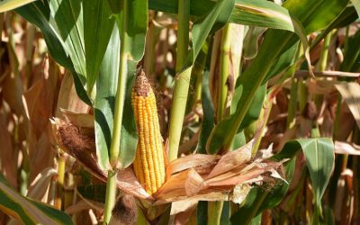 Autorización excepcional contra los ácaros en el cultivo del maíz ASAJA Sevilla Foto Autorización excepcional contra los ácaros en el cultivo del maíz ASAJA Sevilla
