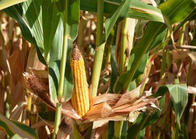Autorización excepcional contra los ácaros en el cultivo del maíz ASAJA Sevilla Foto Autorización excepcional contra los ácaros en el cultivo del maíz ASAJA Sevilla