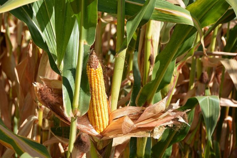 Foto Autorización excepcional contra los ácaros en el cultivo del maíz ASAJA Sevilla