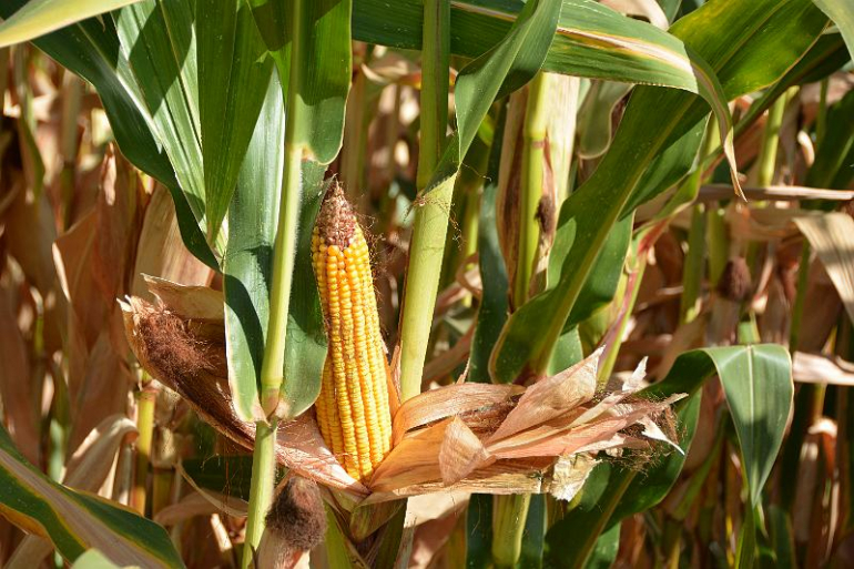 Foto Autorización excepcional contra los ácaros en el cultivo del maíz ASAJA Sevilla