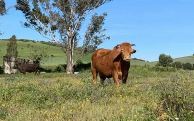 Estado de los cultivos y de la ganadería en la provincia de Sevilla del 12 al 18 de mayo ASAJA-Sevilla