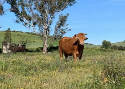 Estado de los cultivos y de la ganadería en la provincia de Sevilla del 12 al 18 de mayo ASAJA-Sevilla