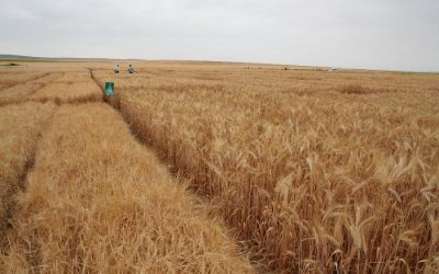 Foto ASAJA, COAG y UPA exigen a Planas limitar ya las importaciones de cereal ucraniano