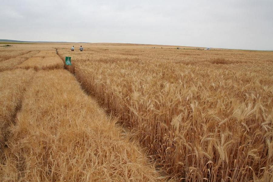 ASAJA, COAG y UPA exigen a Planas limitar ya las importaciones de cereal ucraniano y activar ayudas urgentes al sector