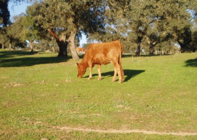 Foto VAca en prado ASAJA rechaza el nuevo sistema de identificación electrónica del ganado