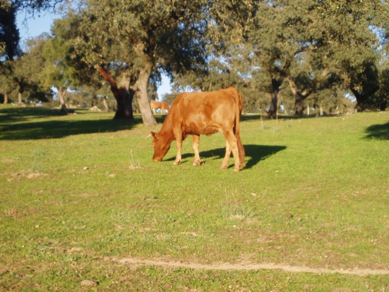 Foto VAca en prado ASAJA rechaza el nuevo sistema de identificación electrónica del ganado