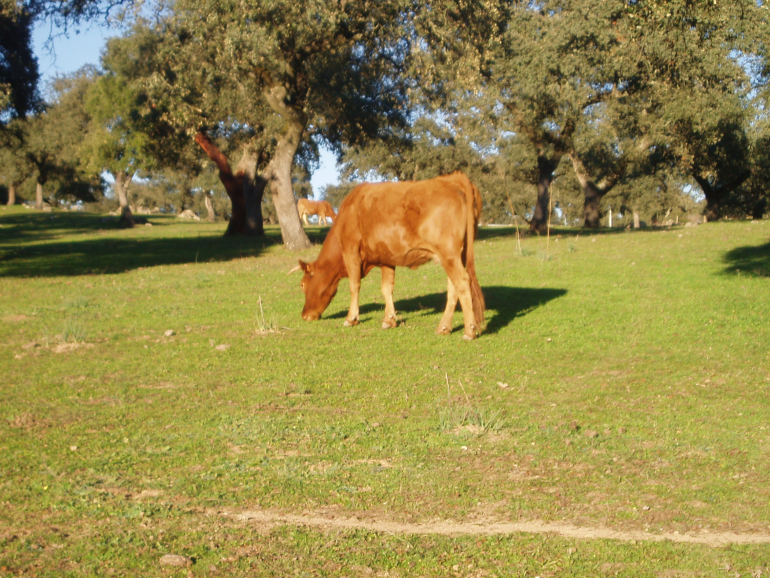 Foto VAca en prado ASAJA rechaza el nuevo sistema de identificación electrónica del ganado