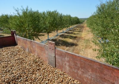 Foto Andalucía volverá a ser la mayor productora de almendras de España, a pesar del descenso