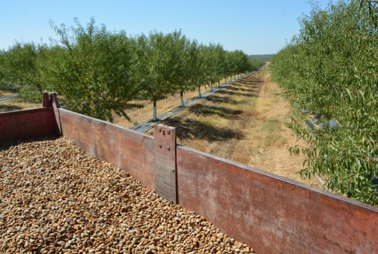 Andalucía volverá a ser la mayor productora de almendras de España, a pesar del descenso del… Foto Andalucía volverá a ser la mayor productora de almendras de España, a pesar del descenso