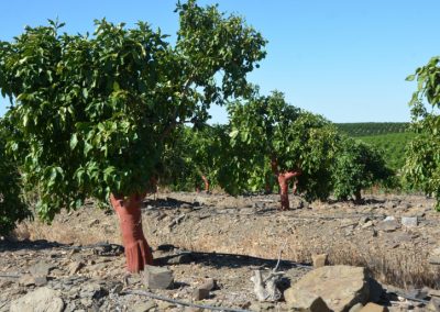 DENORI un proyecto que evitará las pérdidas Foto DENORI: un proyecto que evitará las pérdidas de agua en la agricultura gracias a la implantación de sistemas inteligentes