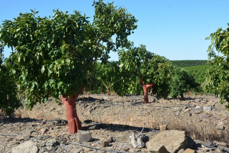 Foto DENORI: un proyecto que evitará las pérdidas de agua en la agricultura gracias a la implantación de sistemas inteligentes