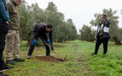 Foto El Proyecto C-Olivar comienza a determinar los primeros porcentajes de secuestro de carbono del olivar
