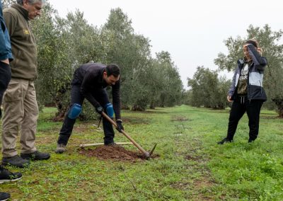 Foto El Proyecto C-Olivar comienza a determinar los primeros porcentajes de secuestro de carbono del olivar