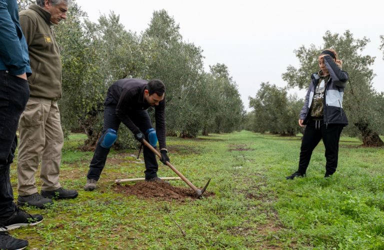 Foto El Proyecto C-Olivar comienza a determinar los primeros porcentajes de secuestro de carbono del olivar