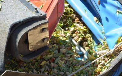 Foto El sector de frutos secos sitúa la previsión de cosecha de almendra cerca de las 128.000 toneladas