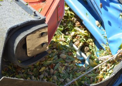 Foto El sector de frutos secos sitúa la previsión de cosecha de almendra cerca de las 128.000 toneladas