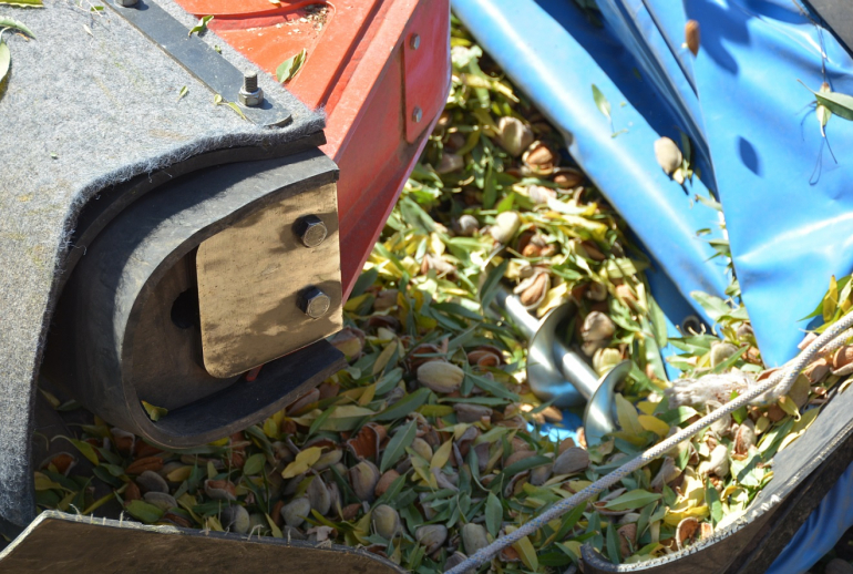 Foto El sector de frutos secos sitúa la previsión de cosecha de almendra cerca de las 128.000 toneladas