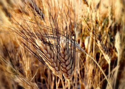 Foto trigo Foto: Consejería de Agricultura
