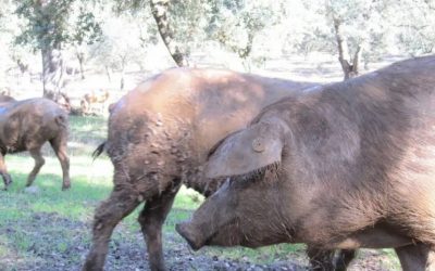 Fotos Cerdos Estado de los cultivos y de la ganadería en la provincia de Sevilla del 26 de mayo al 1 de Junio