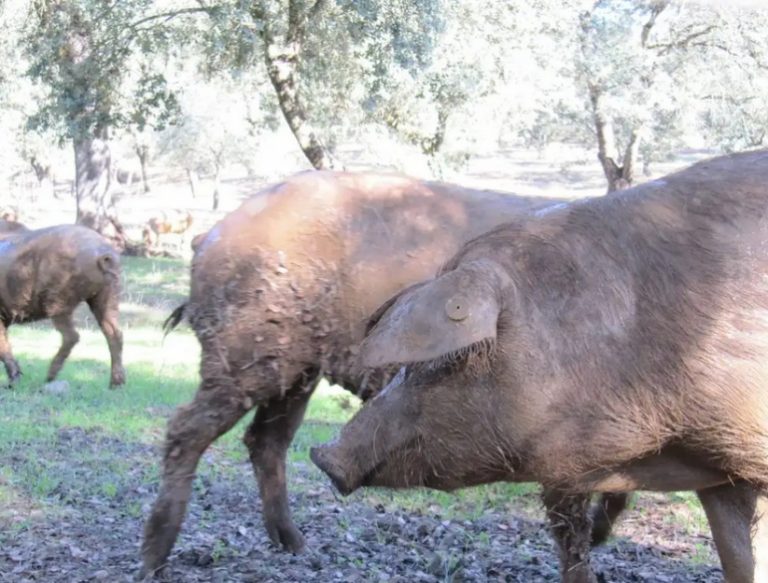 Fotos Cerdos Estado de los cultivos y de la ganadería en la provincia de Sevilla del 26 de mayo al 1 de Junio