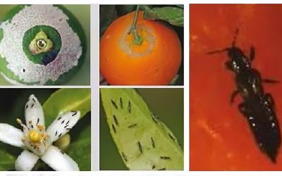 Foto Insectos citricos Influencia de las altas temperaturas y la baja humedad en las principales plagas que afectan a los cítricos