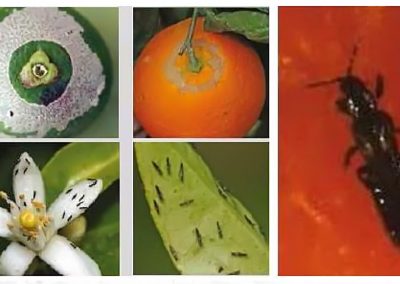 Foto Insectos citricos Influencia de las altas temperaturas y la baja humedad en las principales plagas que afectan a los cítricos