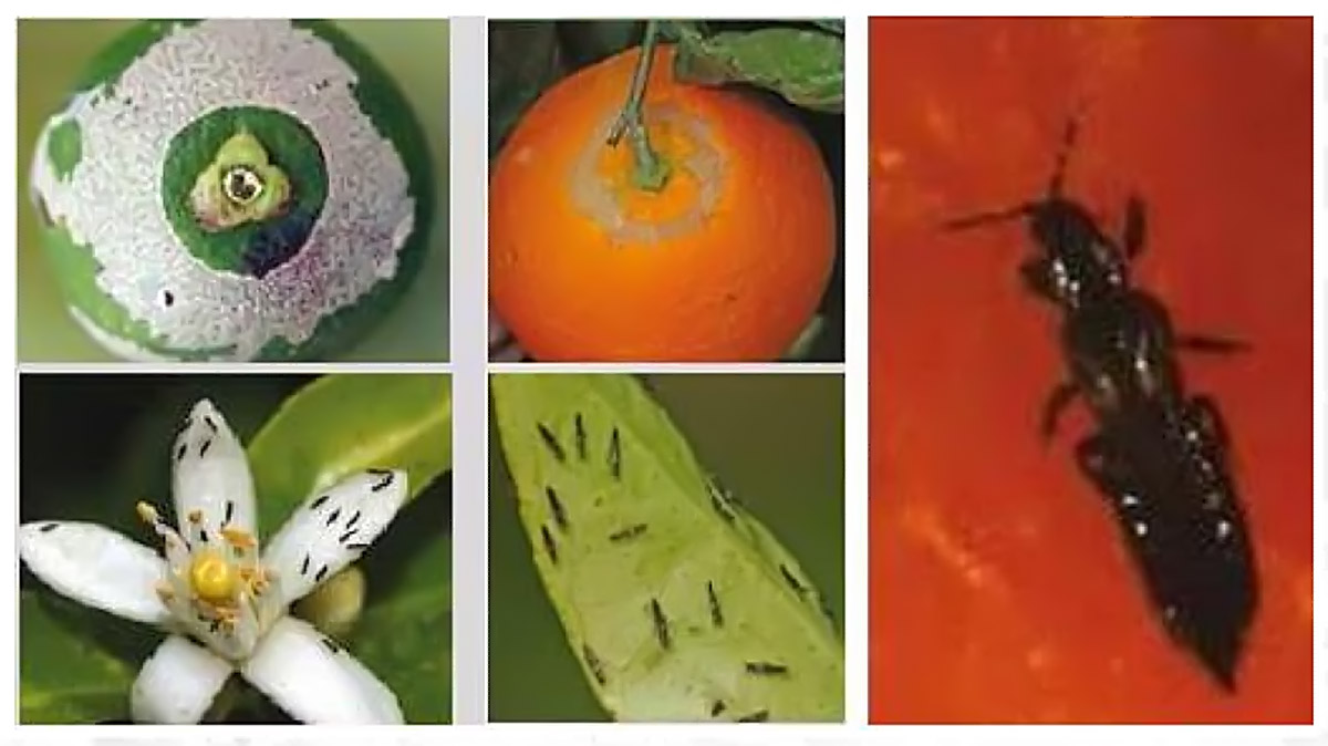 Influencia de las altas temperaturas y la baja humedad en las principales plagas que afectan a los cítricos Foto Insectos citricos Influencia de las altas temperaturas y la baja humedad en las principales plagas que afectan a los cítricos