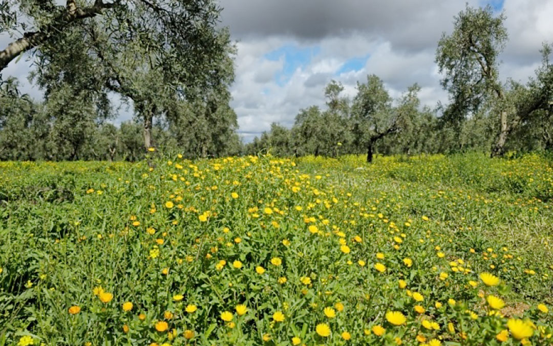 Las lluvias favorecen el crecimiento de las cubiertas vegetales del proyecto INDIBIO-OLIVAR