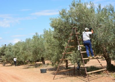Más de 27.000 agricultores y ganaderos sevillanos han solicitado las ayudas de la PAC para 2025 Foto olivos Más de 27.000 agricultores y ganaderos sevillanos han solicitado las ayudas de la PAC para 2025
