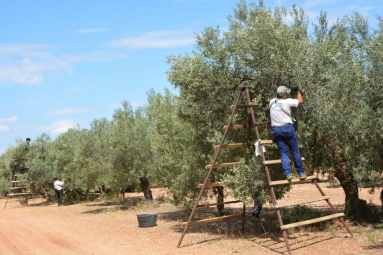 Foto olivos Más de 27.000 agricultores y ganaderos sevillanos han solicitado las ayudas de la PAC para 2025