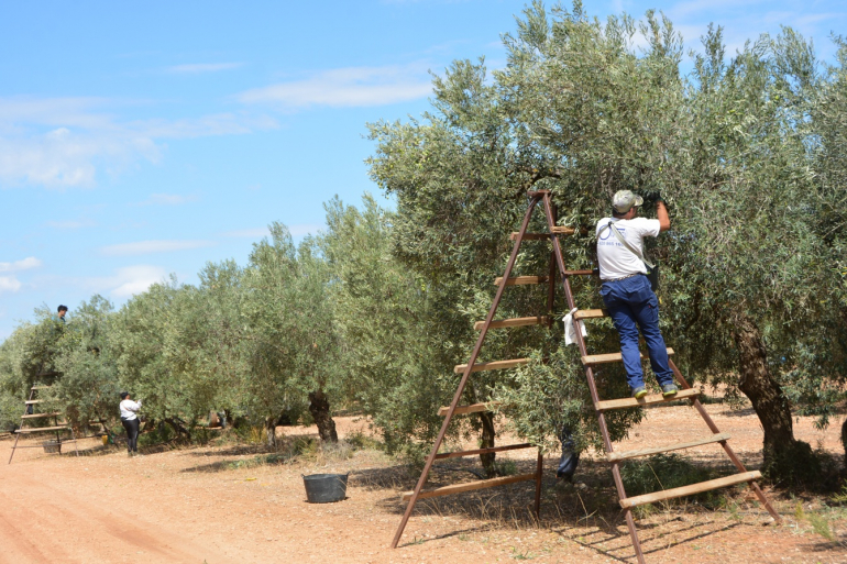 Más de 27.000 agricultores y ganaderos sevillanos han solicitado las ayudas de la PAC para 2025