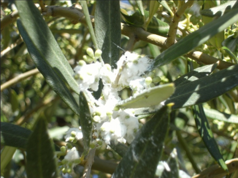 Foto olivar,manejo,algodoncillo,olivo,RAIF