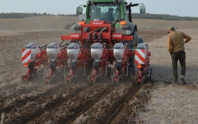 fOTO Proyecto GiraSoil: Mejora de la sostenibilidad del girasol mediante la agricultura de conservación