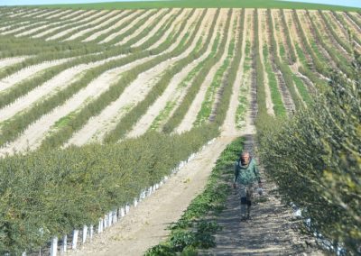 Foto Seleccionadas las 15 fincas que participarán en el proyecto C-OLIVAR