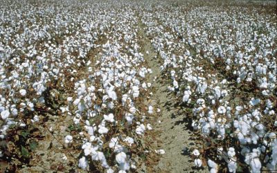 Foto cultivo de algodon Situación actual del cultivo del algodón en Andalucía
