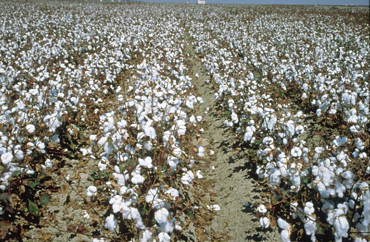 Situación actual del cultivo del algodón en Andalucía Foto cultivo de algodon Situación actual del cultivo del algodón en Andalucía