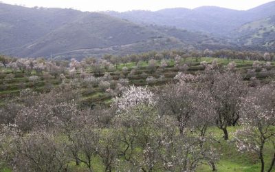 Foto Medidas para la prevención y el control de las principales plagas del almendro ahora que el cultivo está en pleno desarrollo
