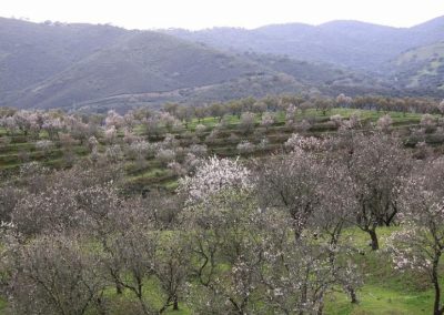 plagas almendro ASAJA-SevillaL Foto Medidas para la prevención y el control de las principales plagas del almendro ahora que el cultivo está en pleno desarrollo