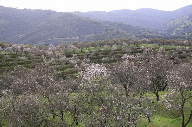 Foto Medidas para la prevención y el control de las principales plagas del almendro ahora que el cultivo está en pleno desarrollo