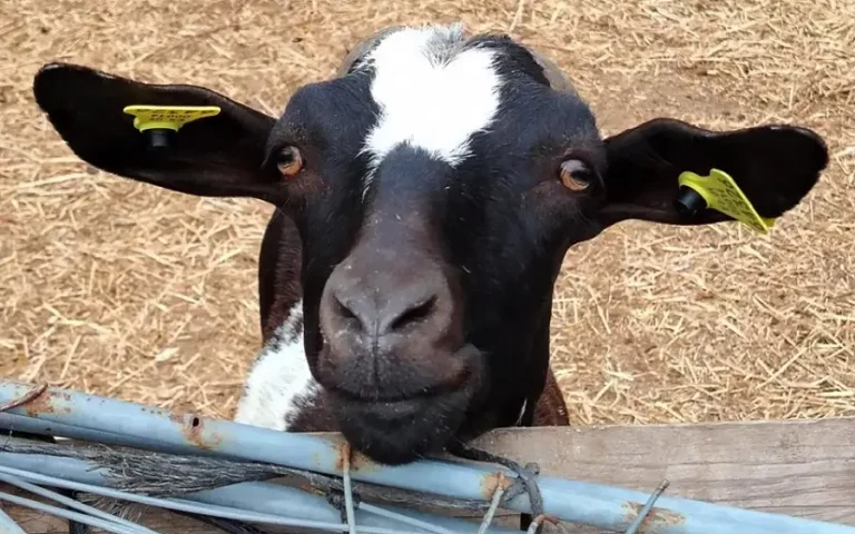 Foto Estado de los cultivos y de la ganadería en la provincia de Sevilla del 23 Julio 2025