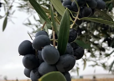 Foto La OMC autoriza a imponer represalias a EEUU por los aranceles a la aceituna negra de España
