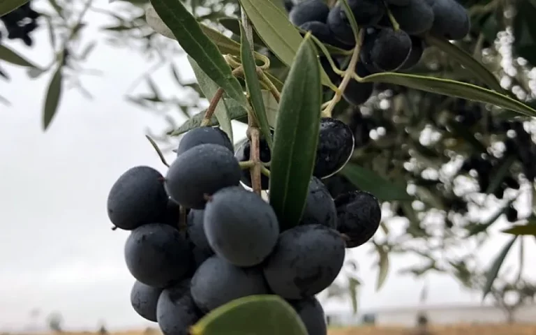 La OMC autoriza a imponer represalias a EEUU por los aranceles a la aceituna negra de Espana Foto La OMC autoriza a imponer represalias a EEUU por los aranceles a la aceituna negra de España