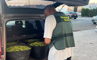 Foto La Guardia Civil interviene cerca de 12 toneladas de aceitunas e investiga a una treintena de personas en la campaña de verdeo en la comarca del Arahal y Sierra Sur de Sevilla