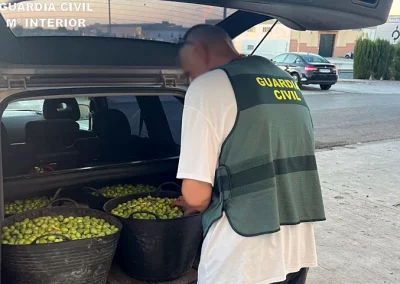 Foto La Guardia Civil interviene cerca de 12 toneladas de aceitunas e investiga a una treintena de personas en la campaña de verdeo en la comarca del Arahal y Sierra Sur de Sevilla