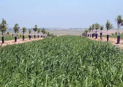 Foto ASAJA-Andalucía defiende un trato igualitario para la producción integrada