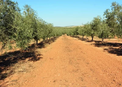 ASAJA considera inaceptable la decisión del Gobierno de no activar las ayudas extraordinarias al olivar y al viñedo fijadas por ley Foto ASAJA considera inaceptable la decisión del Gobierno de no activar las ayudas extraordinarias al olivar y al viñedo fijadas por ley