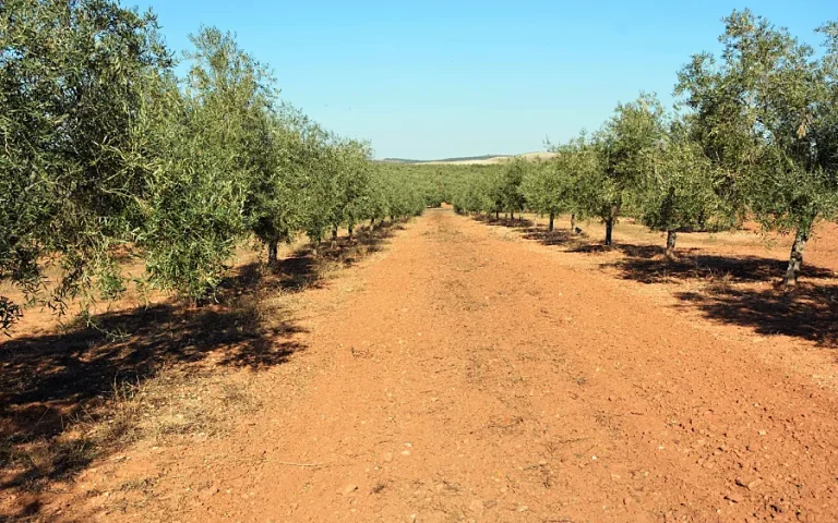 ASAJA considera inaceptable la decisión del Gobierno de no activar las ayudas extraordinarias al olivar y al viñedo fijadas por ley Foto ASAJA considera inaceptable la decisión del Gobierno de no activar las ayudas extraordinarias al olivar y al viñedo fijadas por ley